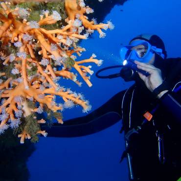 “Descubriendo la belleza del coral naranja: Dendrophyllia ramea”
