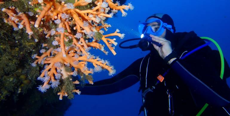 “Descubriendo la belleza del coral naranja: Dendrophyllia ramea”